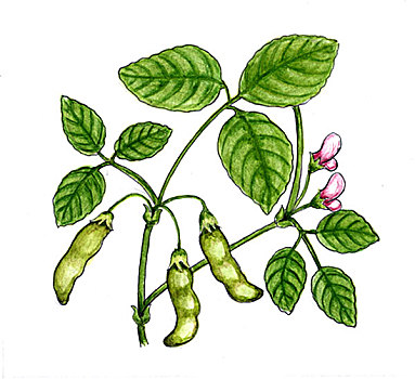 插画,枝条,大豆,植物,两个,花,三个,水果