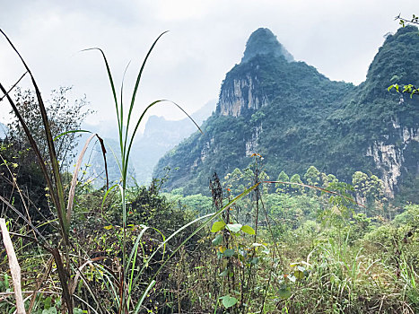 青草,喀斯特地貌,顶峰,阳朔