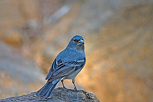 蓝色,苍头燕雀,成年,雄性,栖息,石头,特内里费岛,加纳利群岛,西班牙,欧洲