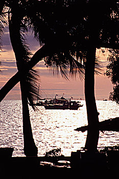 泰国,芭提雅,渔船,风景,棕榈树