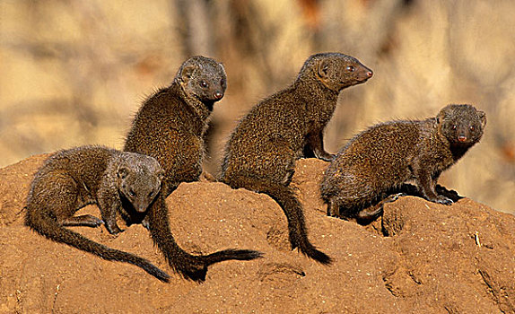 矮小,猫鼬,白蚁窝,克鲁格国家公园,南非