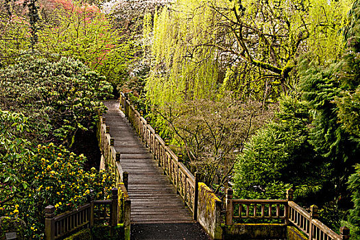 木桥,入口,晶莹,春天,杜鹃花属植物,花园,波特兰,俄勒冈,美国