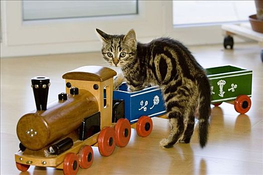 年轻,家猫,玩具火车