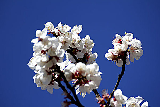 树枝上盛开的白色杏花