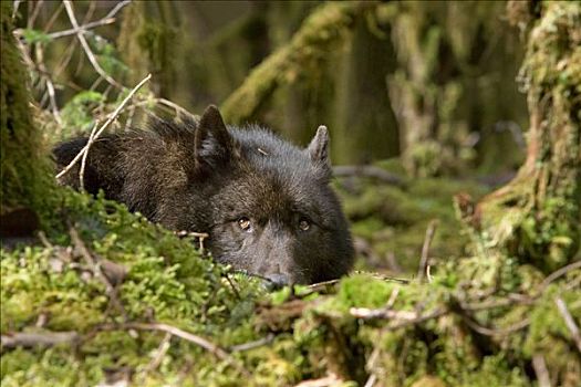 狼,休息,苔藓,床,树林,地面,通加斯国家森林,东南阿拉斯加