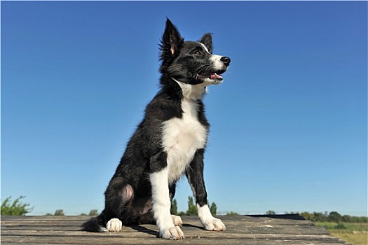 小狗,博德牧羊犬