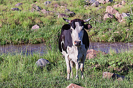 母牛,动物,乡村,山谷