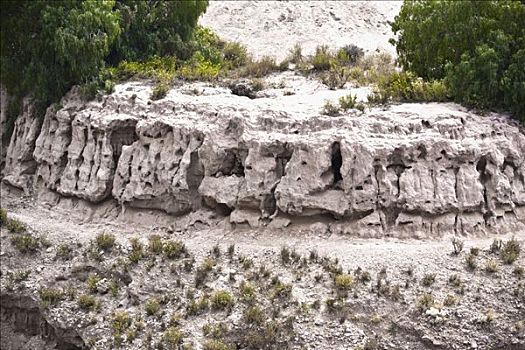 树,岩石构造,波托西地区,墨西哥