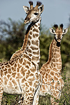 中景,长颈鹿,禁猎区,西北省,南非