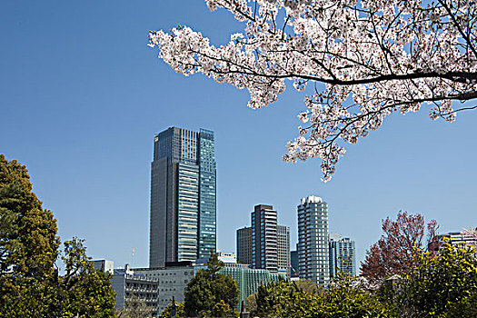 日本,东京,市中心,天际线,高层建筑,樱花
