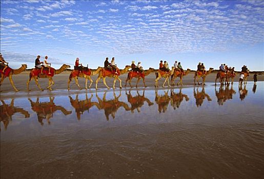 骆驼,驼队,凯布尔海滩,西澳大利亚,澳大利亚