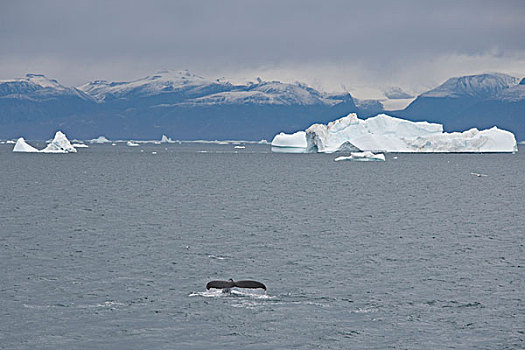 格陵兰,半岛,迪斯科湾,靠近,驼背鲸,大翅鲸属,鲸鱼,海岸,冰山