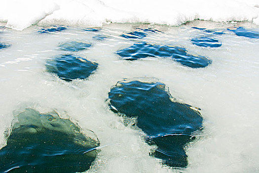 挪威,斯瓦尔巴特群岛,融化,浮冰,淡水,泡泡,向上,上面,海水