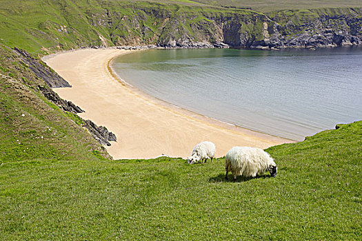 多纳格,爱尔兰,绵羊,靠近,海岸