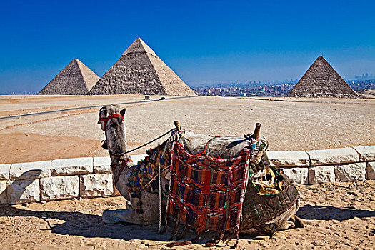 旅游,骆驼,看,三个,金字塔,吉萨金字塔,开罗,埃及