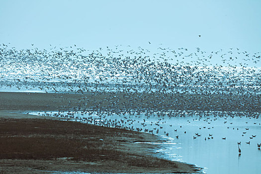 海鸥,候鸟,集中,大量,密集,成群结队,庞大,迁徙,北戴河,湿地,栖息,密密麻麻,保护,沙滩,海滩,背景,轮廓,线条