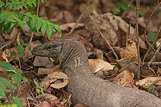 巨蜥,国家公园,印度