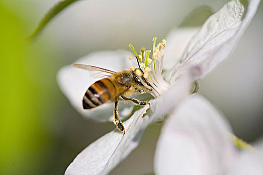 蜜蜂,花萼,苹果花