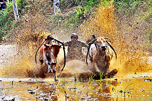 印尼,水田,泥田奔牛
