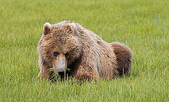 大灰熊,棕熊,幼小,莎草,卡特麦国家公园,阿拉斯加