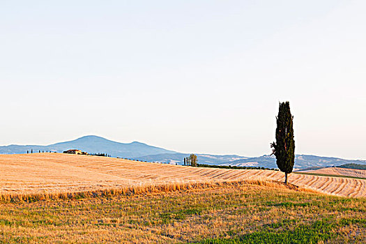 一个,柏树,农业,风景,瓦尔道尔契亚,托斯卡纳,意大利,落日