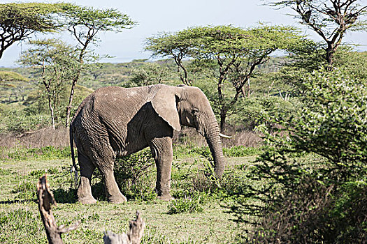 一个,雌性,大象,獠牙,走,刷,金合欢树,背景,侧视图,恩戈罗恩戈罗,保护区,坦桑尼亚