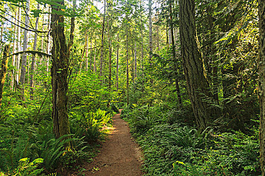 树林,神圣,小树林,班布里奇岛,靠近,西雅图,美国