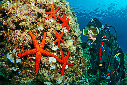 潜水,看,地中海,红海,星,红海星,达尔马提亚,克罗地亚,欧洲