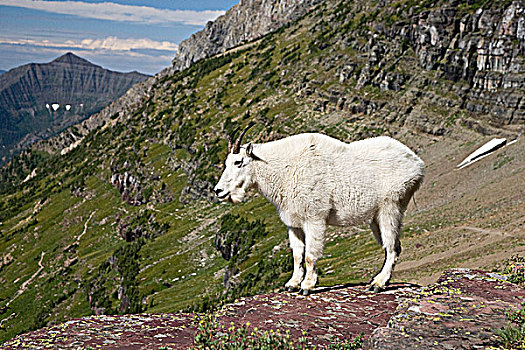 石山羊,雪羊,隐藏,湖,俯瞰,区域,冰川国家公园,蒙大拿,美国