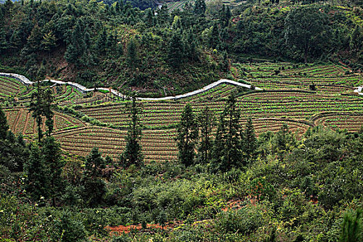 山区,农田,道路,树木