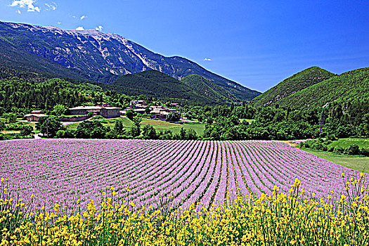 法国,普罗旺斯,沃克吕兹省,旺图山,景色,薰衣草种植区