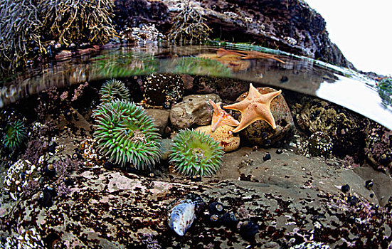 海葵,海星,蓄潮池,蒙大拿,州立公园,加利福尼亚,美国
