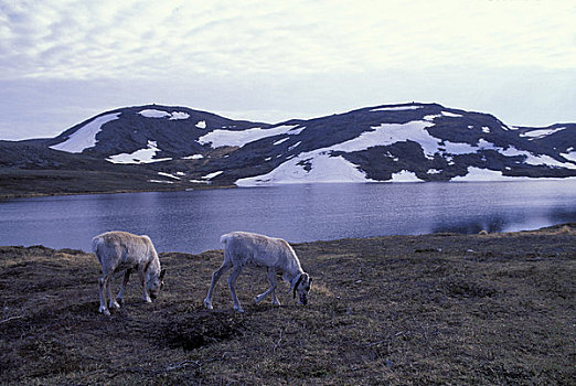 挪威,靠近,霍宁斯沃格,驯鹿,苔藓