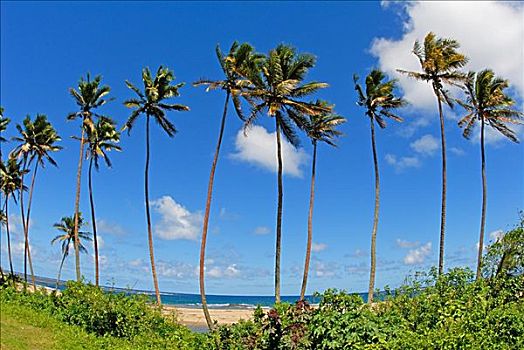斐济,高,棕榈树,线条,热带沙滩