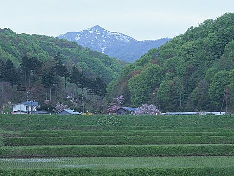 稻田,风景,山