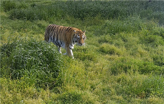 草地上散步的老虎