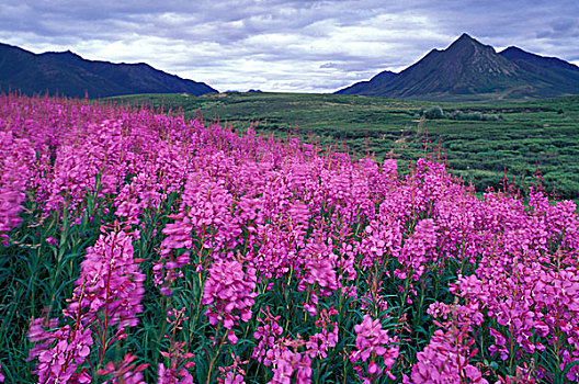 北美,加拿大,育空,杂草,花,黑色,山