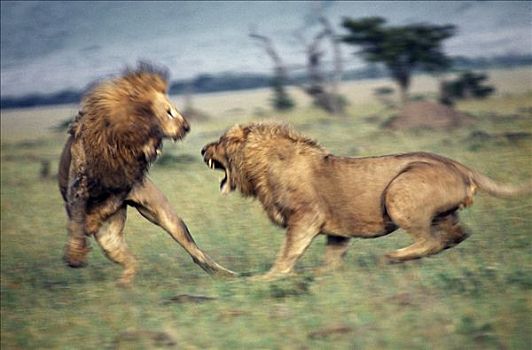 两个,狮子,争斗,死亡,上方,雌狮,一个,左边,受伤