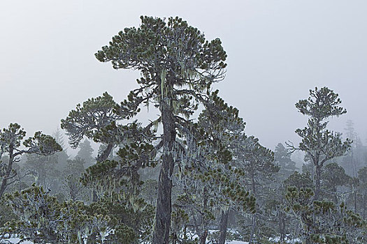 悬挂,枝条,松树,边缘,通加斯国家森林,东南阿拉斯加,冬天