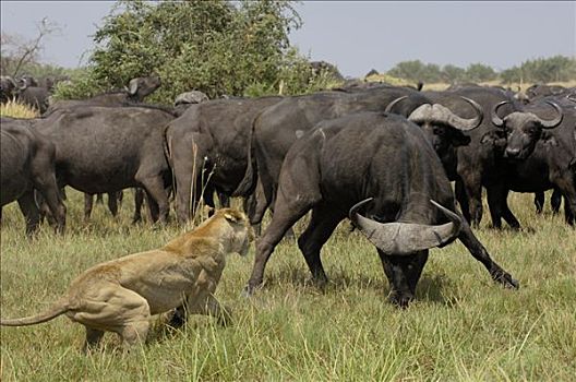 非洲狮,狮子,南非水牛,非洲水牛,非洲