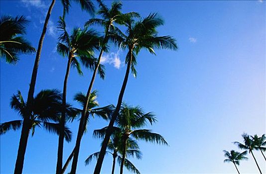 棕榈树,檀香山,夏威夷,美国