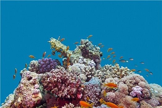珊瑚礁,鱼,仰视,热带,海洋,蓝色背景,水,背景