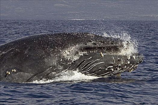 夏威夷,夏威夷大岛,驼背鲸,大翅鲸属,鲸鱼,高处,表面,展示,鲸须