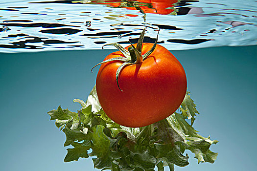西红柿,莴苣,水下