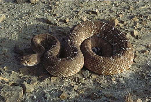 红色,响尾蛇,响尾蛇属,盘绕,地上,北下加利福尼亚州,墨西哥