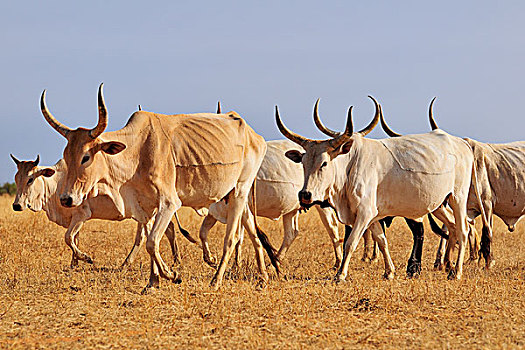牛,走,草原,区域,毛里塔尼亚,非洲