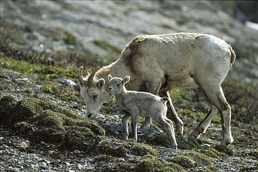 大角羊,放牧,一起,落基山脉,北美