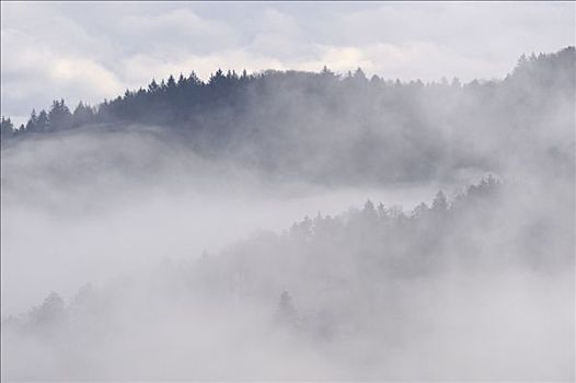 山,树林,突出,雾,黑森林,巴登符腾堡,德国