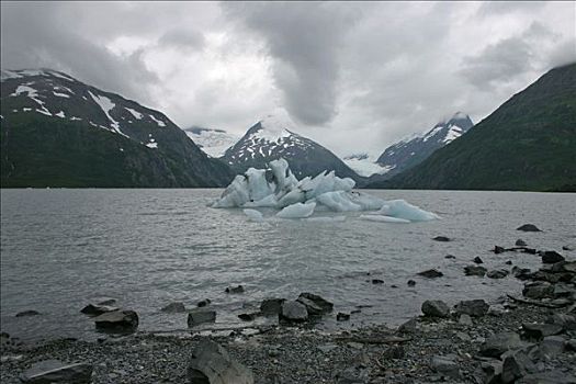 波蒂奇,冰河,冰山,游泳,湖,阿拉斯加,美国