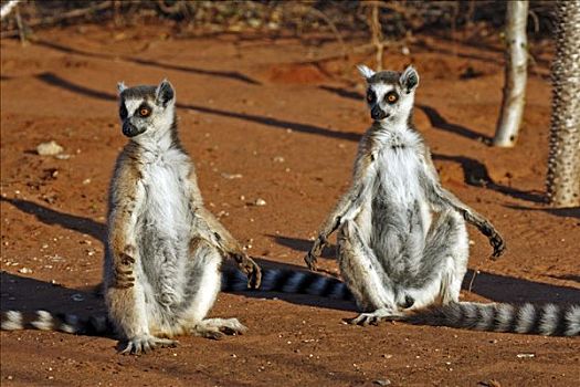 日光浴,节尾狐猴,狐猴,成年,禁猎区,马达加斯加